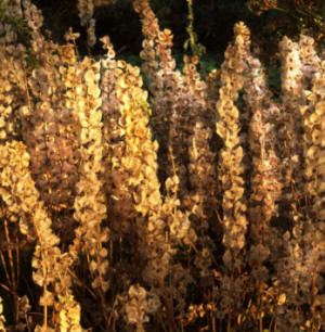 Moluccella laevis - Irish Bells seedheads